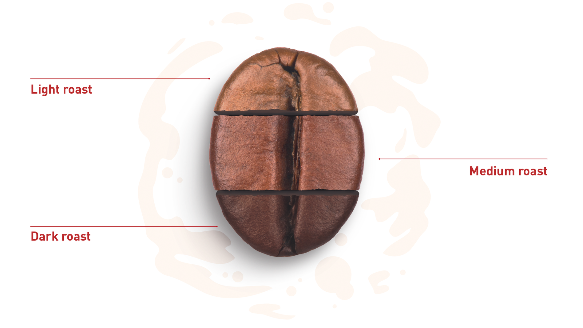 Illustration of a coffee bean divided into sections labeled light roast, medium roast, and dark roast, showing color variations.