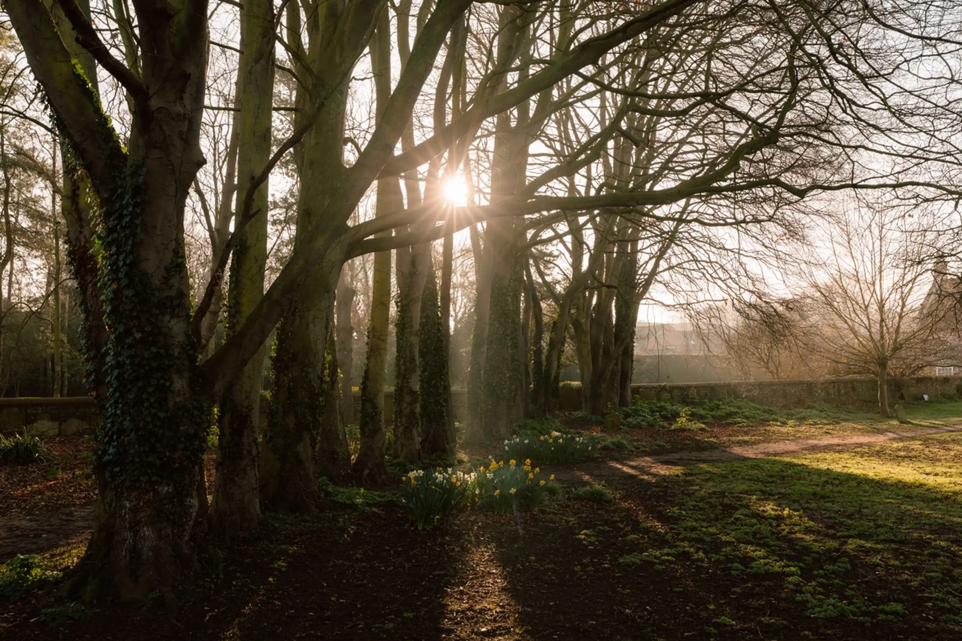 Pinewoods near ARC Next-the-Sea with sunlight through the trees along a path