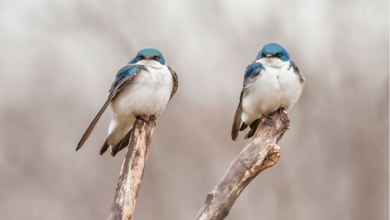 Co-creation: if the birds and the bees do it, why can't we?