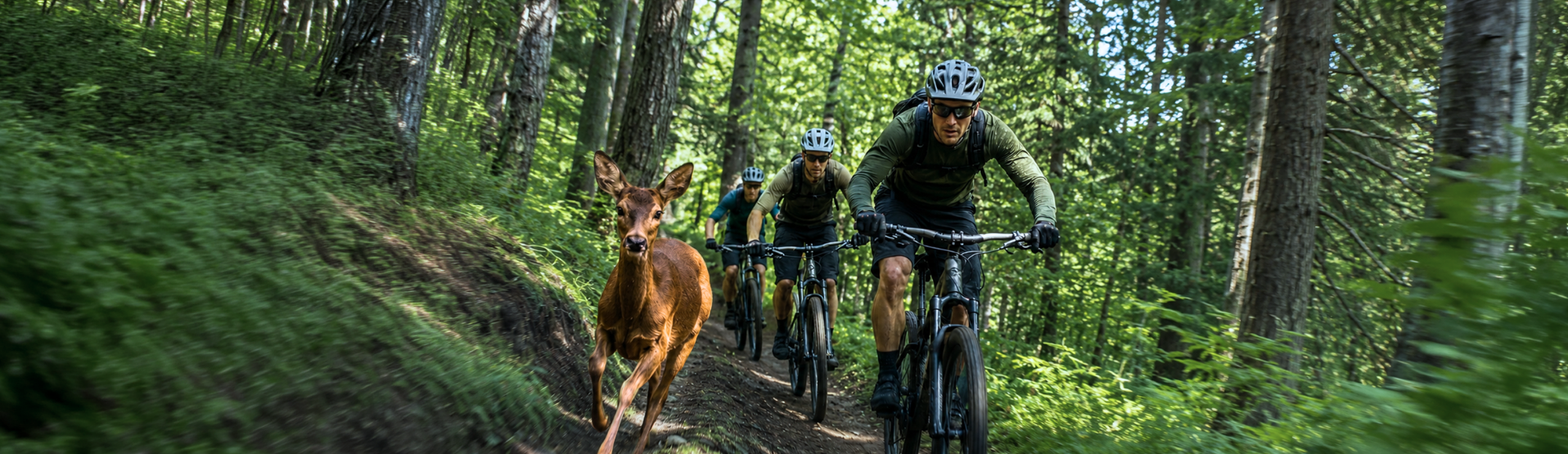 Drei Mountainbiker fahren auf einem Waldtrail, während ein Reh direkt neben ihnen läuft