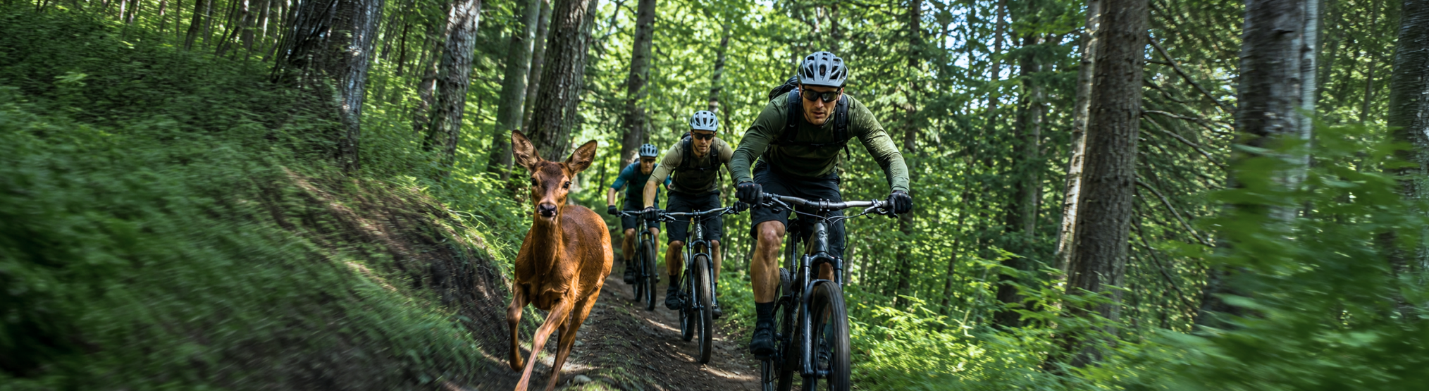 Drei Mountainbiker fahren auf einem Waldtrail, während ein Reh direkt neben ihnen läuft