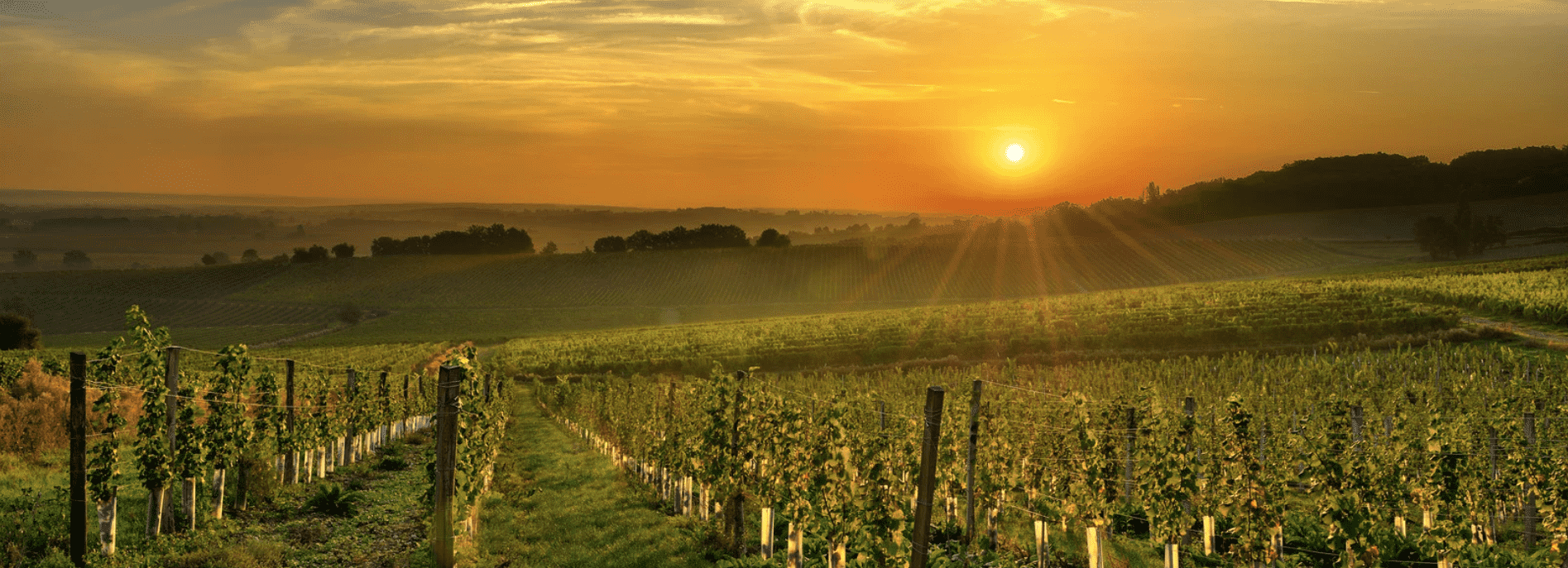 sunset over sprawling vineyard