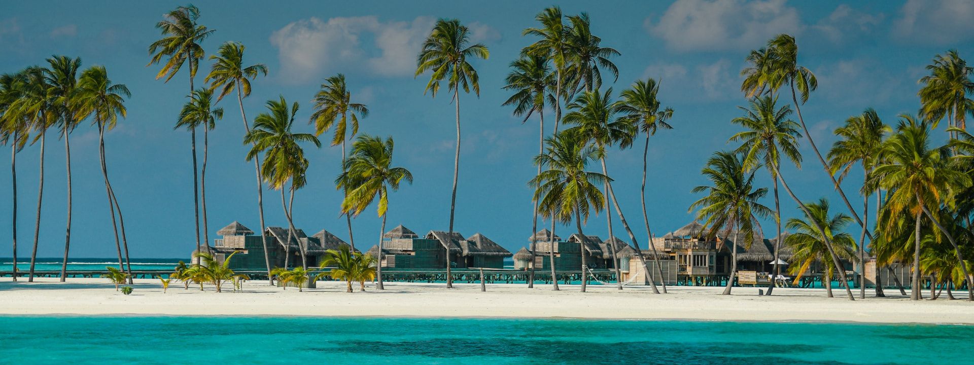 Palm trees on beach in tropical location