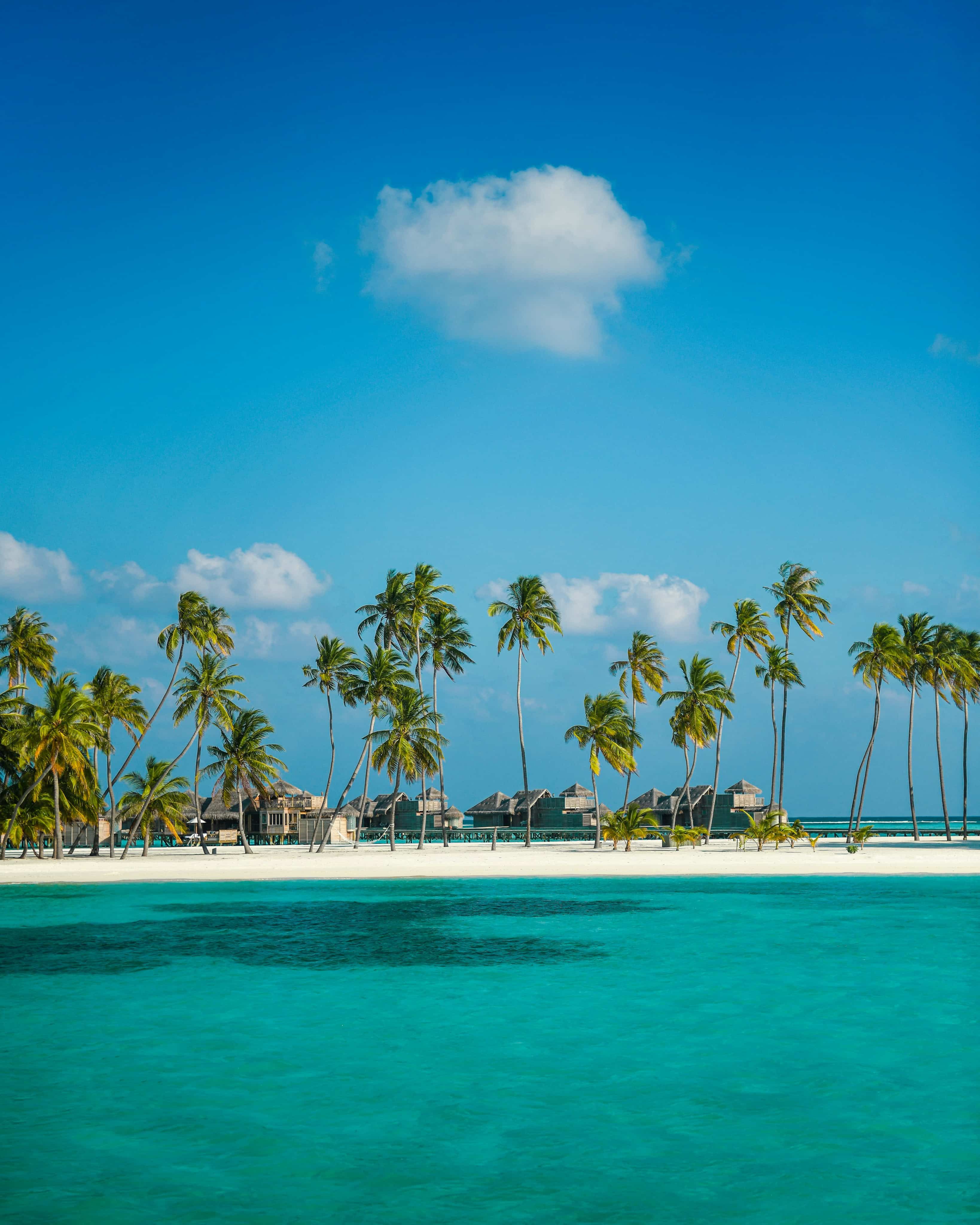 Palm trees on beach in tropical location
