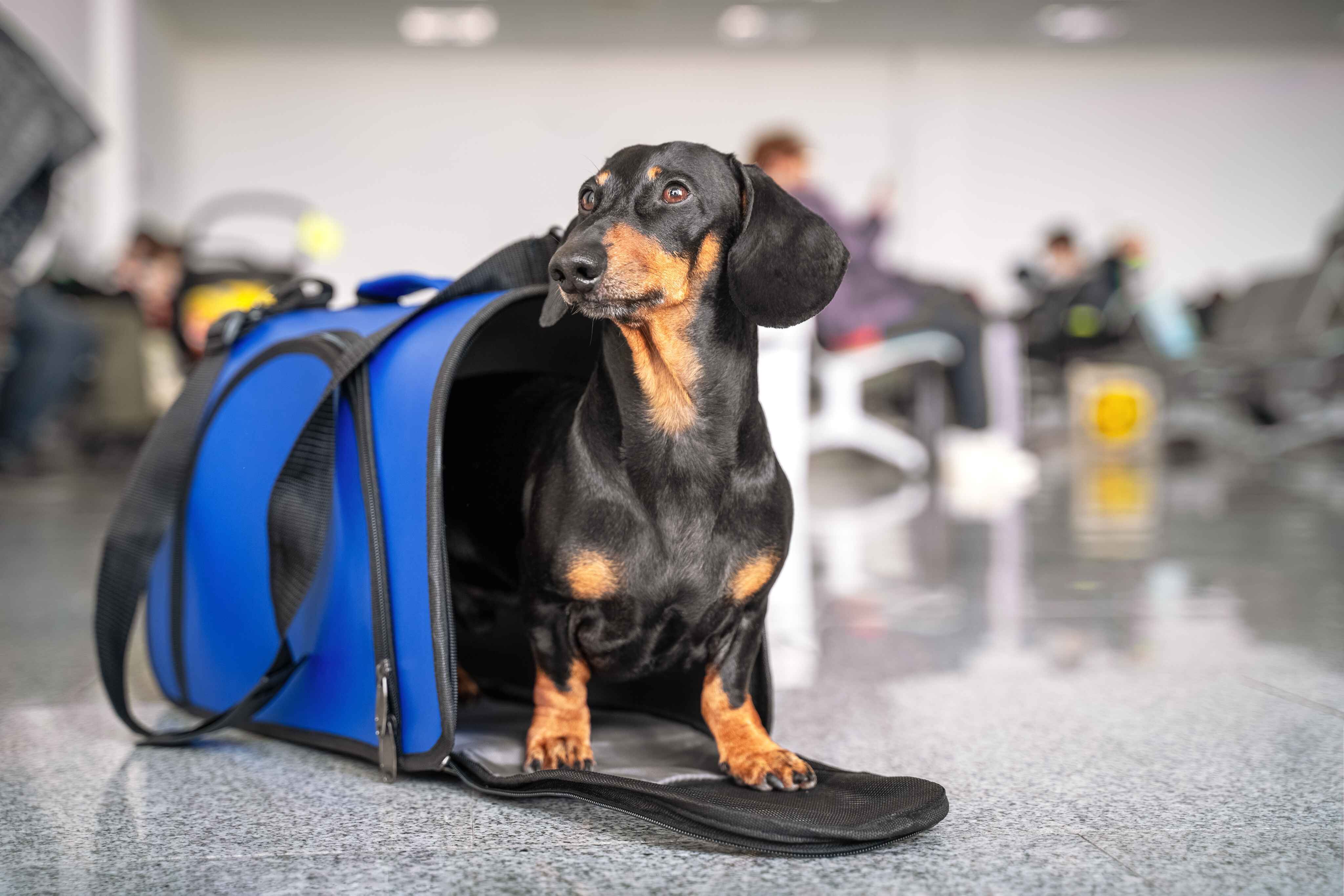 image of a dog at an airport